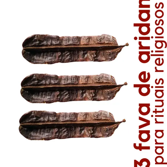 3 Fava De Aridan Africana Original Para Rituais Religiosos