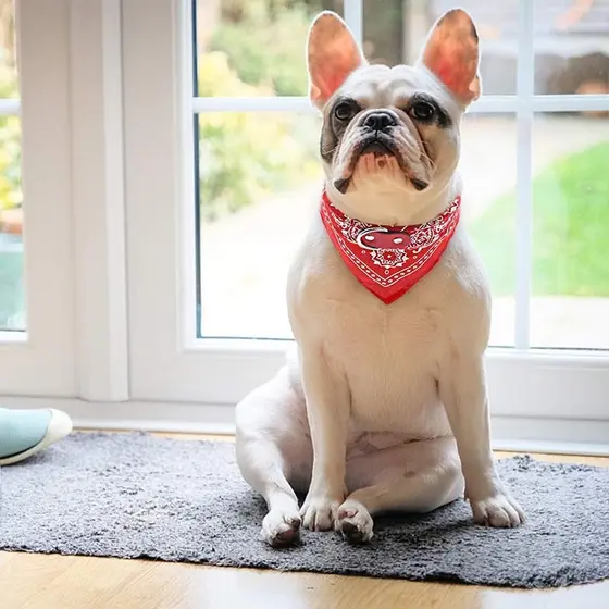 Coleira Bandana Cachorro - Porte Médio - Coleira Cachorro PRODUTO A PRONTO ENTREGA!