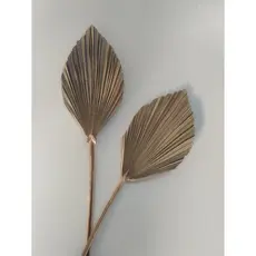 2 Unidade Mini folha latania leque natural flores secas desidratada