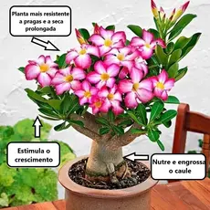 Adubo e fertilizante Para Rosa do Deserto Premium Verthagro