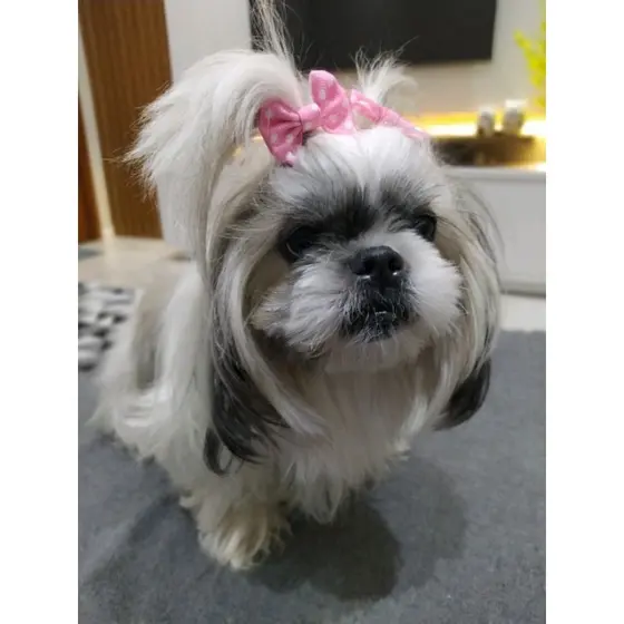 pet 10 lacinhos para pet laços pet  lacinhos para pet pelo curto pet shop grampo de cabelo para cachorro laço pet adesiv