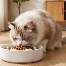 Tigela Comedouro Pet para Gato Interativa de Alimentação Lenta e Saudável