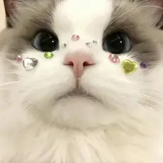 Kit 300 Pcs Adesivo 3D Pet Banho e Tosa Colorido Cachorro Gato Laço Elástico Bindi Piercing