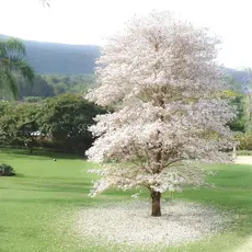 Sementes De Ipê Branco - Tabebuia Roseoalba com 50 un