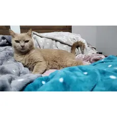 Manta Cobertor Pet Estampada 1,00 x 0,90m Menina e Menino Cobertinha