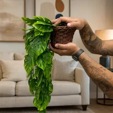 Planta Decorativa: Vasos Trançado Marrom + Pendentes Artificial Folhas De Adão