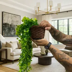 Kit Planta Decorativa: Vasos Trançado Marrom + Pendentes Artificial Folhas De Eucalipto