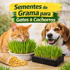 Sementes de Milho para Brotos – Grama para Gatos e Cachorros (300 Sementes)
