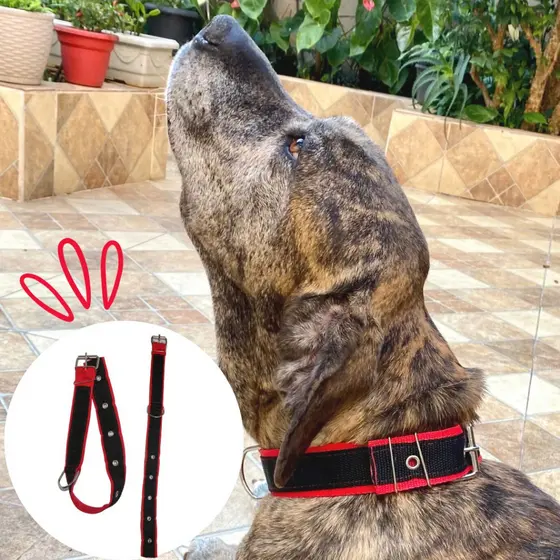 Coleira para Cachorro Tripla Gaby Pet Médio e Grande Porte