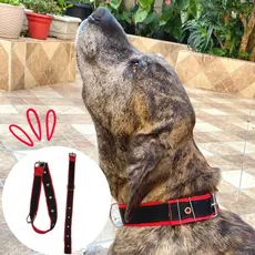 Coleira para Cachorro Tripla Gaby Pet Médio e Grande Porte