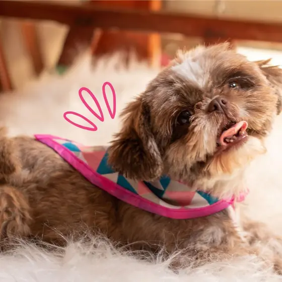 Bandanas para PET banho e tosa 20 unidades estampas variadas petshop