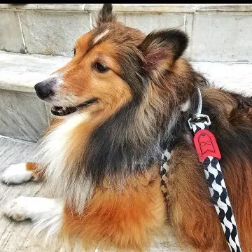 Peitoral Reforçado Premium com Trava de Segurança para Cachorro Pequeno e Grande Porte