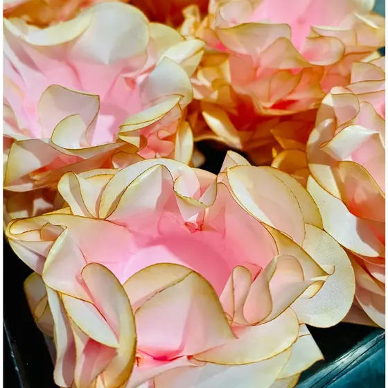 40~160 FORMINHAS PARA DOCES FINOS DE CASAMENTOS FESTA MOD SIENA (CHOCO)