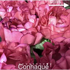 24 Forminhas CONHAQUE Para Doces Finos, Para Casamento Aniversários, Debutantes e Decoração MOD. CELEBRARE