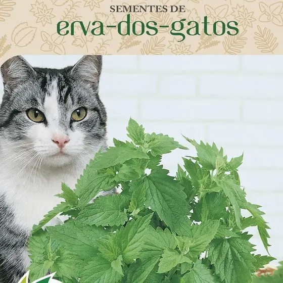 Sementes De Ervas Dos Gatos 250mg Catnip Envelope Com 400 Sementes