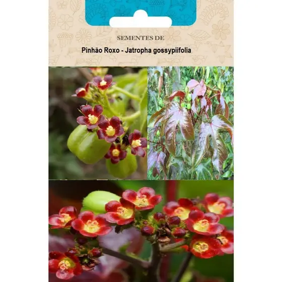 Sementes de pinhão roxo (Jatropha gossypifolia)