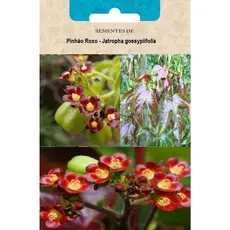 Sementes de pinhão roxo (Jatropha gossypifolia)