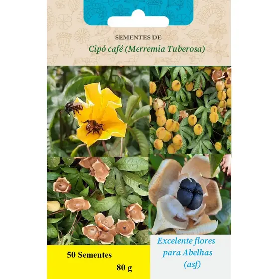 Semente de cipó café flor de madeira (merremia tuberosa)