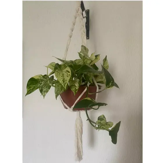 Suporte pendente para decoração de plantas em Macramê argola madeira ou punho e rede cores