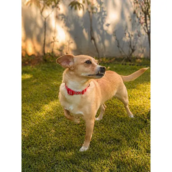 Coleira Para Cachorro Pequeno e Médio Regulável Várias Cores Premium Pet Luxo Passeios Cães