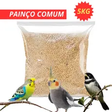 Painço Comum à granel 5kg - Passaro  Calopsita Coleiro Periquito