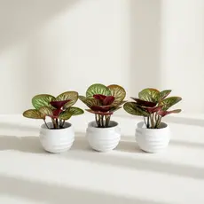 Kit 3 Mini Plantas Artificiais com Vaso | Arranjo Realista para Decoração | Diversos Ambientes