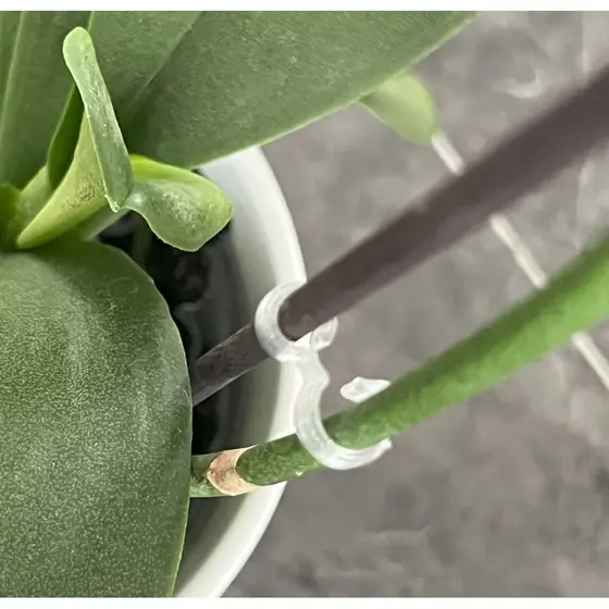 Clipes Suporte "S" Orquídeas Haste Planta Trepadeira Clipe Invisível para Orquídeas Fixador Haste de Flor