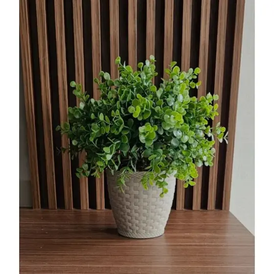 kit com 10 pick eucalipto verde 30cm o vaso não acompanha