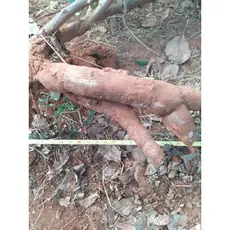 5 mudinhas  MANDIOCA qualidade amarela de METRO vaso terra OFERTA