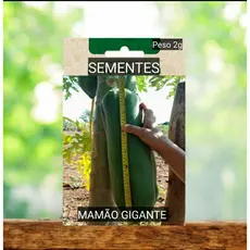 kit 10 sementes de Buxa gigante vegetal  sítio banho Roca plantar OFERTA