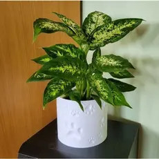 Vaso Suculenta Patas Gato Cachepot Decorativo coisas legais para casa