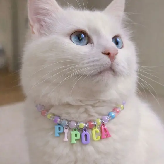 Colar coleira pet personalizado com nome transparente