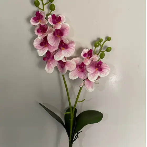Orquídea com 3 folhas, 2 hastes e 12 flores (cc281)