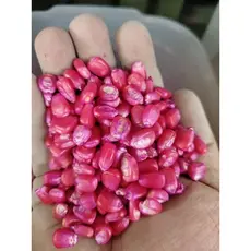 1kg (2000 Sementes) Milho Doce Pamonha Plantio - Milho Espiga Grande Pamonha Curau