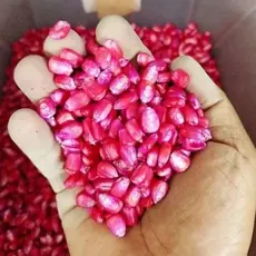100gr Sementes Milho para Plantio – Marca Bandeirantes | Alta Produtividade e Qualidade