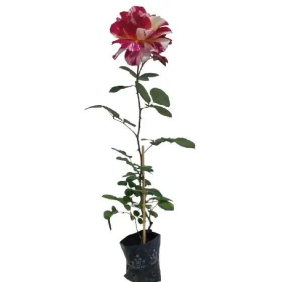 Mini Rosa Colombiana Abracadabra Pétalas de Cores Mescladas