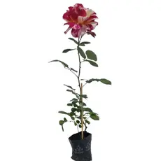 Mini Rosa Colombiana Abracadabra Pétalas de Cores Mescladas