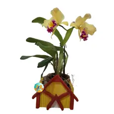 cachepô de madeira para plantas - cachepot plantas - casa colonial - casa alemã - decoração para plantas