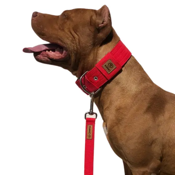 Kit coleira e guia de 120 cm forte larga para cães de médio e grande porte, pitbull, rotweiller