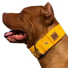 Coleira larga forte para cachorro de médio, grande e gigante porte pitbull rotweiller