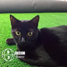 Tapete para Gatos - Grama Sintética para Gato - Pet