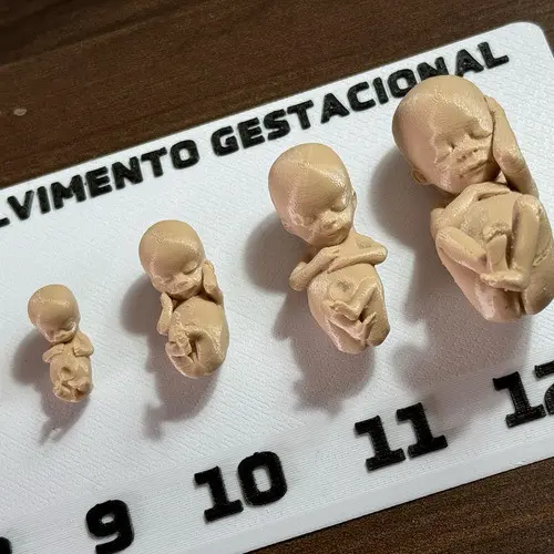 Tabela Gestacional Fetos Em 3d Plástico Cor Natural Com Base