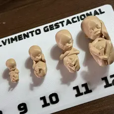 Tabela Gestacional Fetos Em 3d Plástico Cor Natural Com Base