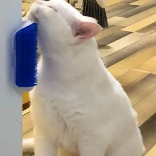 2 Unidade Escova Pet Com Catnip Massageador Tira Pelos Gatos Alta Qualidade e Barato