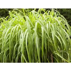 10 GRAMAS DE FOLHAS DE CAPIM CITRONELA