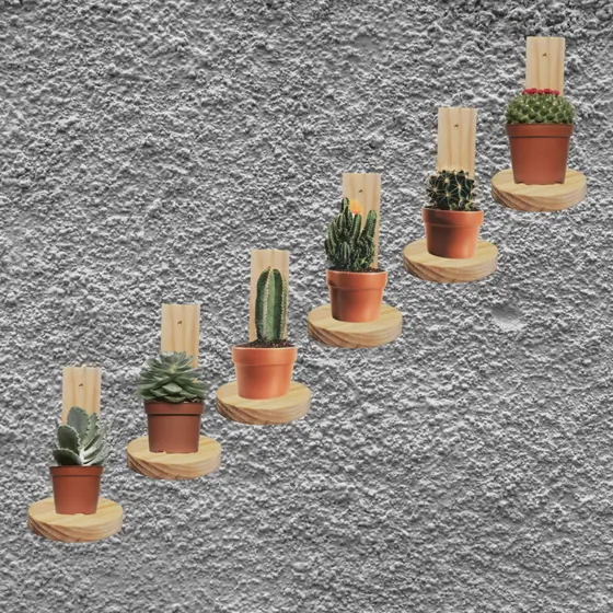 KIT 6 Prateleiras decorativas nicho de parede suporte de madeira pinus para vasos suculenta Pinus