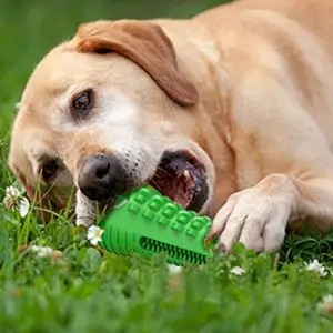 Mordedor Pet Higienizador Dental Cão Escova De Limpeza Bucal Brinquedo Para Cachorro Raças MEDIA