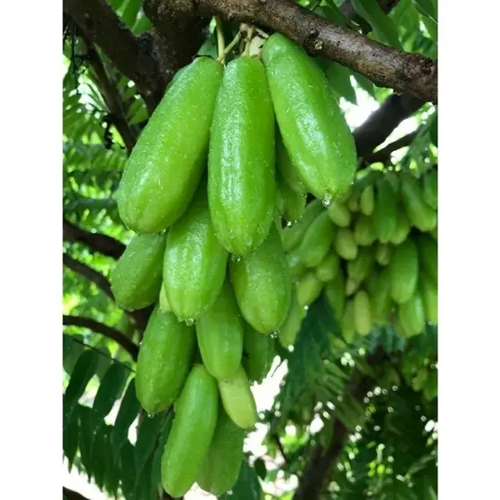 100 sementes Biribiri com manual de cultivo pronta entrega envio 24h l