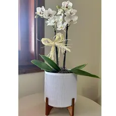 Vaso Cachepot Decorativo Com Suporte Para Plantas Artificiais e Naturais