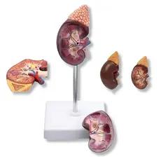 Modelo Anatômico de Rins Corpo Humano Estudos Anatomia Saúde e Medicina Resistente Aula Laboratório